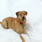 Leo the snow dog. Deborah Lee Luskin photo