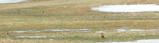 Hundreds of robins arrived to inspect the newly liberated field. There are at least six in this photo.