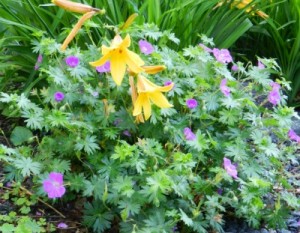 Geranium and daylily along the front walk.