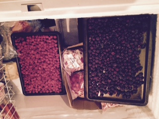Freezing trays of raspberries and blackberries.