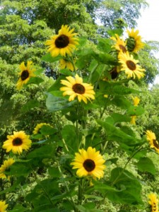 Sunflowers in bloom.