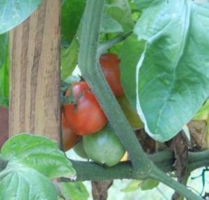Ripening tomatoes on the vine - another mark of summer coming to an end.