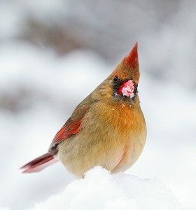 The pert female cardinal wears buff feathers trimmed in scarlet, like a suit by Coco Chanel. photo: www.pixabay.com