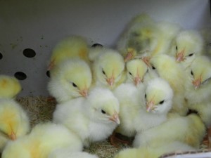 Chicks arrived by mail at the end of July. (photo; Deborah Lee Luskin)