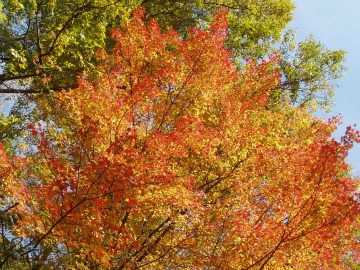 There's more to peak foliage than ten days of yellow and red. (Deborah Lee Luskin, photo)
