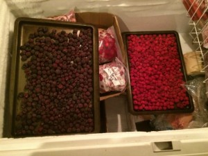 Freezing blackberries and raspberries on trays is easy.