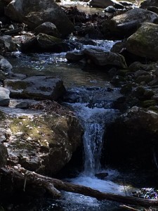 The White Fern Trail climbs along a cascading stream. (Deborah Lee Luskin, photo)