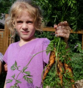 Making the connection between dirt and dinner by pulling carrots out of the ground, like magic.