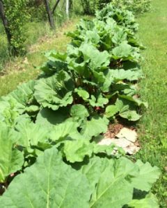 My rhubarb patch, which I can trace back three generations. Photo taken June 1, 2016.