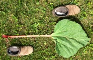 The plants are gigantic. Compare this stalk and leaf to my women's size 8 clog. Photo, Deborah Lee Luskin