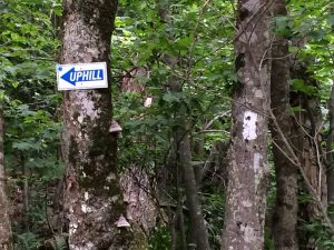 white blaze and Uphill sign