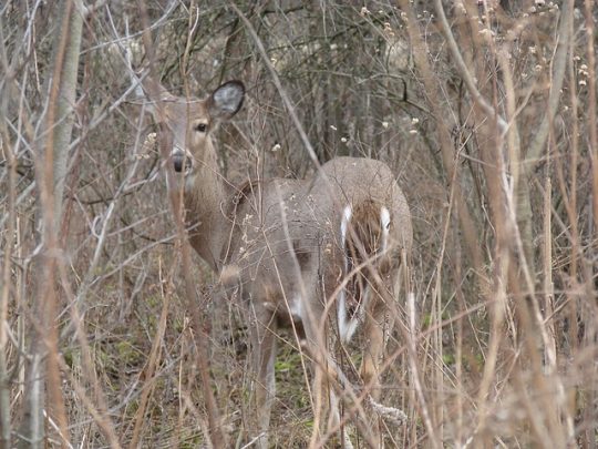 The elusive whitetail deer.