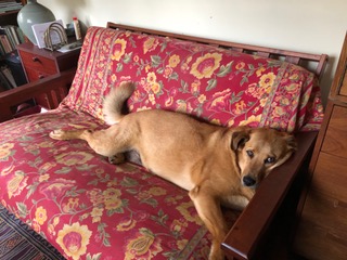 Yellow dog stretched out on a futon-sofa.