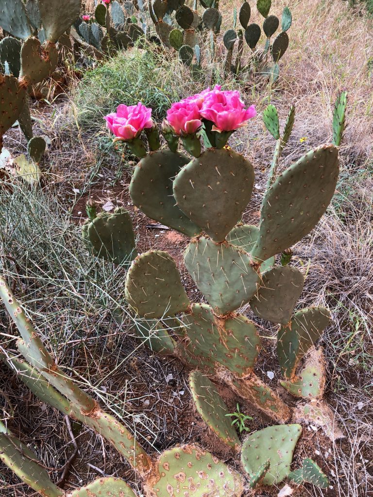 a prickly pear with thorns and blossoms