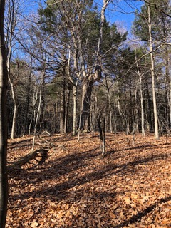 Trees and shadows of trees on leaf litter in the November northern forest floor.