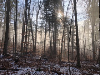 Sun rising through hemlock branches in November woods scattered with snow. Deborah Lee Luskin photo