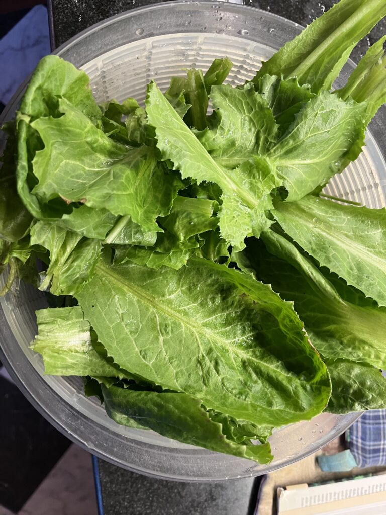 greens from the greenhouse