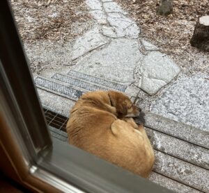 Leo the dog. Every day outside. Photo by Deborah Lee Luskin